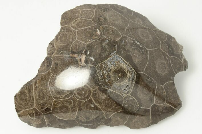 Polished Fossil Coral (Actinocyathus) Head - Morocco #202539